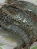 【真正的海捕大虾】青岛大虾 一周内捕捞  新鲜超甜！不同规格可选 商品缩略图6