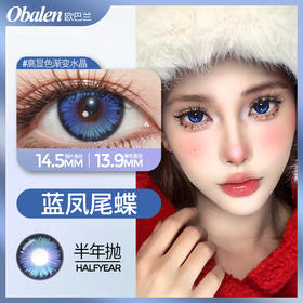 蓝凤尾蝶🦋14.5mm 