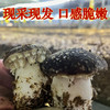 【武汉.黄陂】江城百臻赤松茸鲜菇500g±40g 商品缩略图2