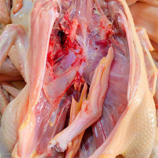 「皖南小镇」鸡鸭产品 小河稻田散养 肉质鲜美  口感醇厚 清水煲汤就很香 商品图3