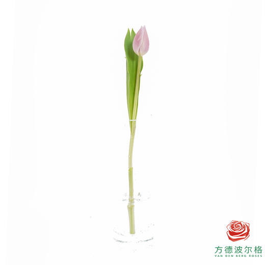 【单瓣郁金香】阿蒂仙 10枝一扎 商品图4