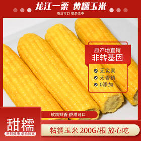 抢! 东北黄糯玉米 非转基因 东北黑土地种植 0农残0添加 自然香甜软糯