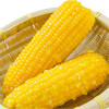 抢! 东北黄糯玉米 非转基因 东北黑土地种植 0农残0添加 自然香甜软糯 商品缩略图10