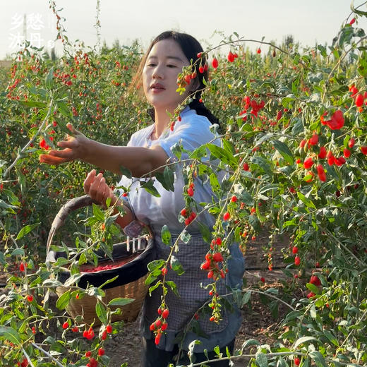 【头茬枸杞•宁夏】特级干果 商品图2