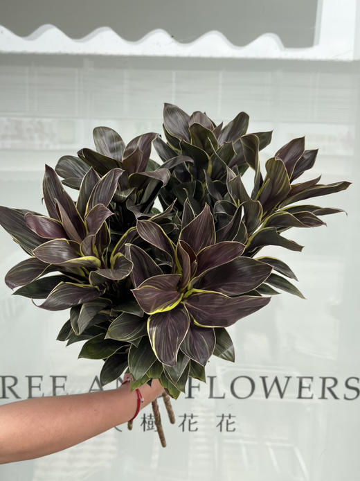 国产花材-【金边朱焦】 商品图3