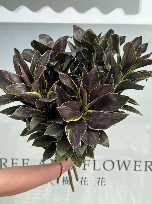 国产花材-【金边朱焦】 商品图2