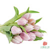 【单瓣郁金香】阿蒂仙 10枝一扎 商品缩略图1