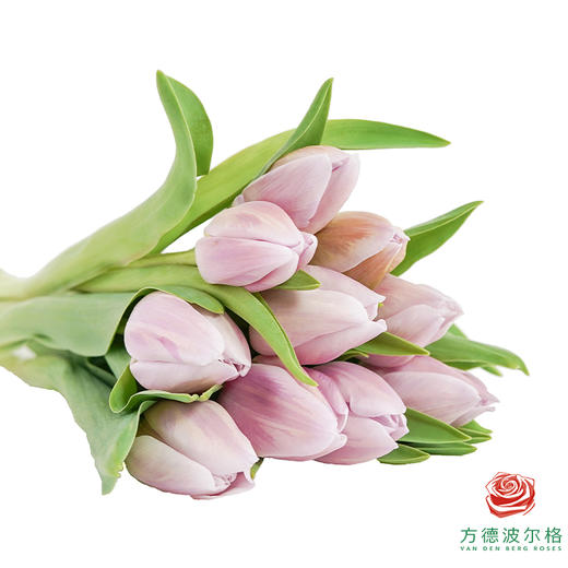 【单瓣郁金香】阿蒂仙 10枝一扎 商品图1