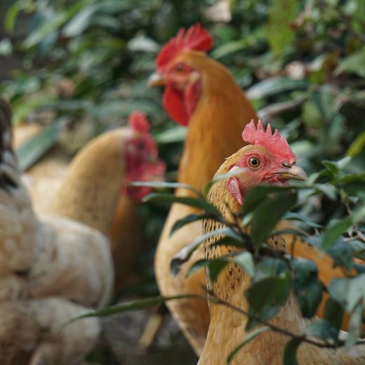 「皖南小镇」鸡鸭产品 小河稻田散养 肉质鲜美  口感醇厚 清水煲汤就很香 商品图7
