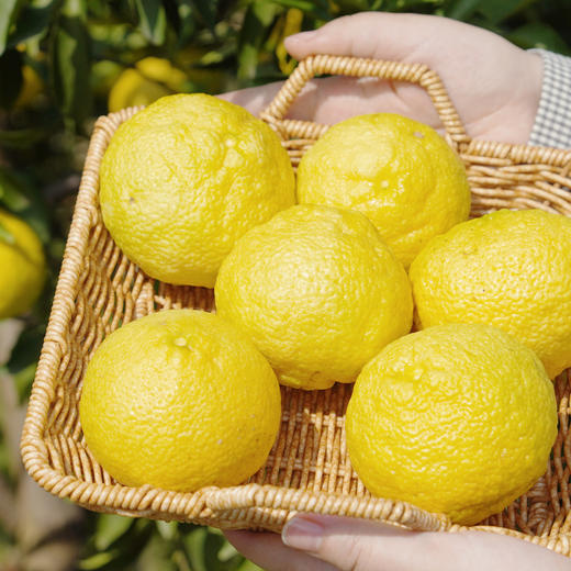 湖南岩垅黄金贡柚 纯甜不酸 果肉脆嫩汁水饱满 橙子的甜柚子和柠檬的香 CYXYP 商品图1