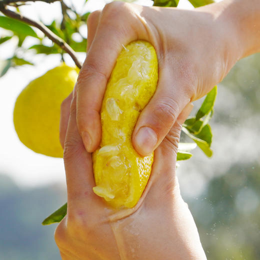 湖南岩垅黄金贡柚 纯甜不酸 果肉脆嫩汁水饱满 橙子的甜柚子和柠檬的香 CYXYP 商品图5