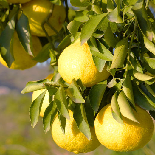 湖南岩垅黄金贡柚 纯甜不酸 果肉脆嫩汁水饱满 橙子的甜柚子和柠檬的香 CYXYP 商品图7