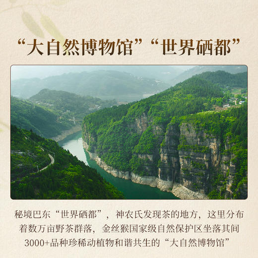 正山堂 巴东红木莲花 特级骏眉红茶湖北恩施特级红茶罐装茶叶50g/100g 商品图3