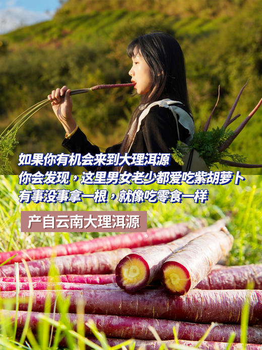 【分仓直发包邮】云南高原紫玉萝（冻坏不售后）2斤（加保温） 商品图2