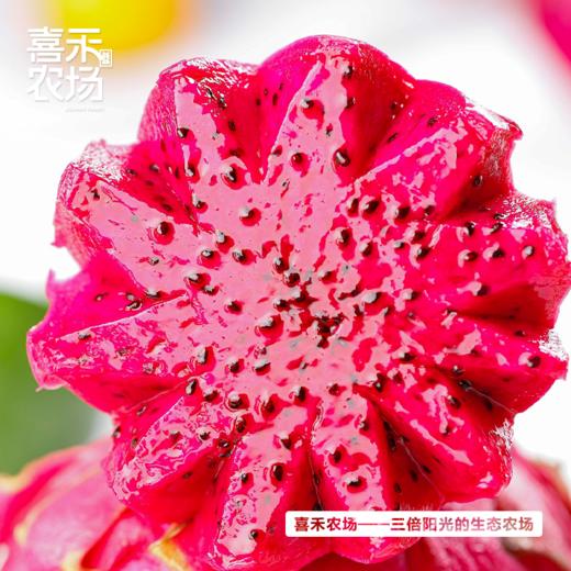 喜禾农场海南红心火龙果大果5斤装（5-6个）| 自然成熟、清甜不腻、果肉绵密、汁水超足 商品图2