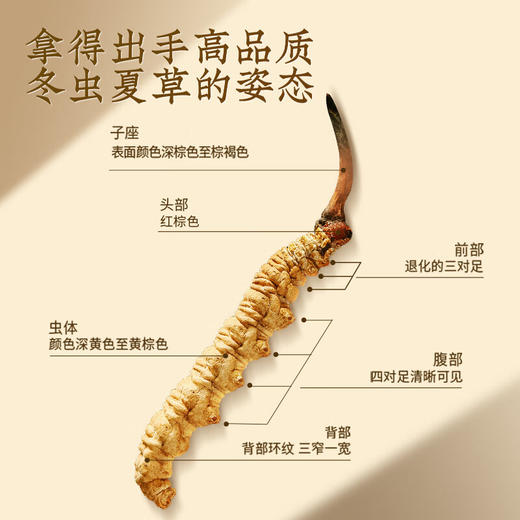 同仁堂&造养青年牌冬虫夏草+同仁堂&造养青年西洋参【GHCJ23.0】 商品图2