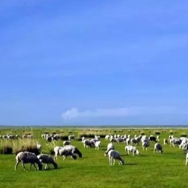 故乡好物丨内蒙古烤全羊盛宴，一站式上门服务 商品图4