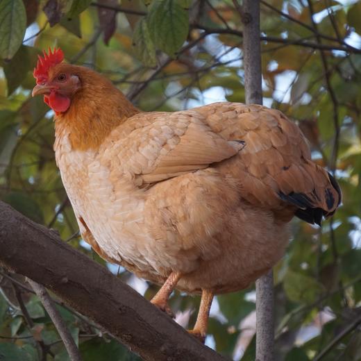 「皖南小镇」鸡鸭产品 小河稻田散养 肉质鲜美  口感醇厚 清水煲汤就很香 商品图8