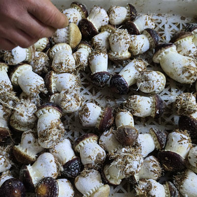 【武汉.黄陂】江城百臻赤松茸鲜菇500g±40g 商品图3