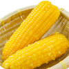 抢! 东北黄糯玉米 非转基因 东北黑土地种植 0农残0添加 自然香甜软糯 商品缩略图8