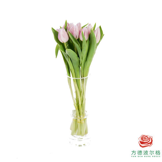 【单瓣郁金香】阿蒂仙 10枝一扎 商品图5