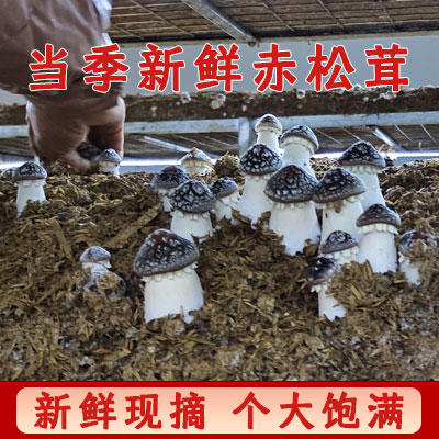 【武汉.黄陂】江城百臻赤松茸鲜菇500g±40g 商品图1