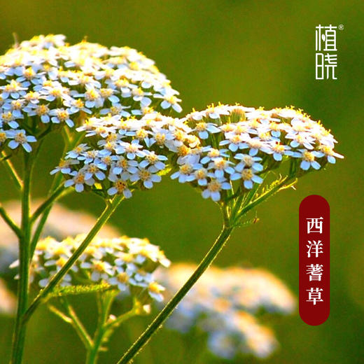 植晓 西洋蓍草精油 5ml 商品图1