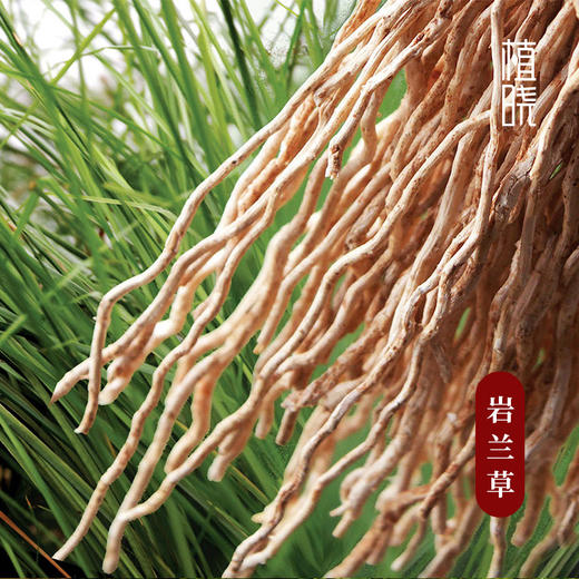 植晓 岩兰草精油 5ml 商品图1