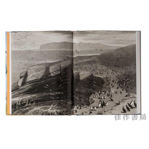 Birds in Art / 艺术中的鸟类 商品图3