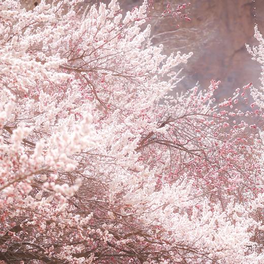 春季南疆 | 帕米尔的春田花会 8天7晚 商品图1