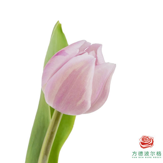 【单瓣郁金香】阿蒂仙 10枝一扎 商品图0