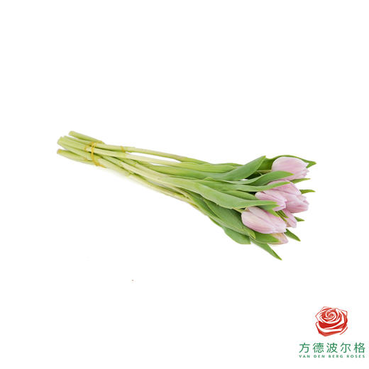 【单瓣郁金香】阿蒂仙 10枝一扎 商品图3