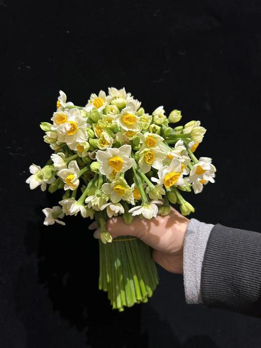 同城甄选精品花材单头洋水仙一扎 商品图2