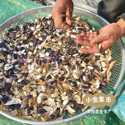 高原生态紫芸豆 500g/袋 | 合作农友生产，产自云南香格里拉，生产者：李忠青 ＆【公平贸易农人定价】 商品图11