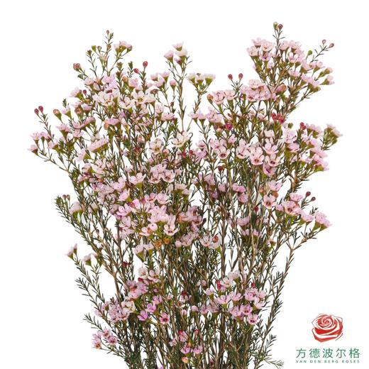 平头腊梅-杏色 商品图0