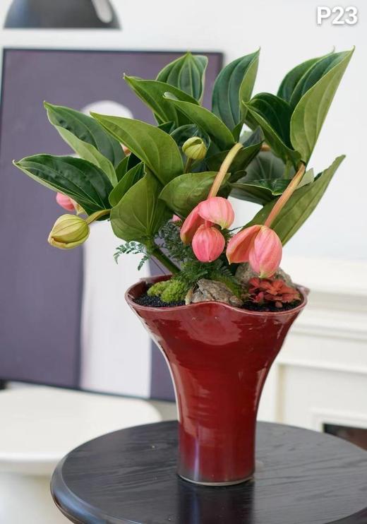 宝莲灯 商品图0