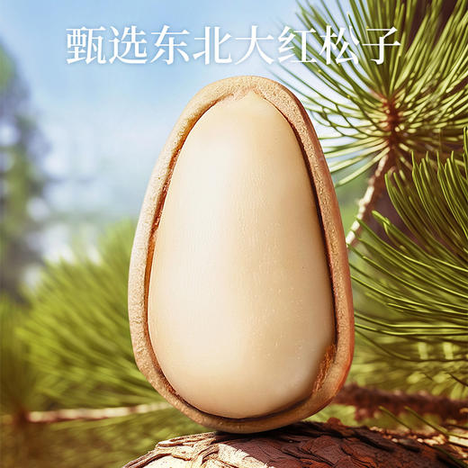 沃隆东北松子308g罐装东北红松大颗粒 商品图1