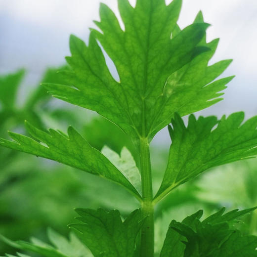 有机西芹汁 100%果蔬西芹汁 10小包/袋 商品图3