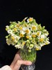 同城甄选精品花材单头洋水仙一扎 商品缩略图5