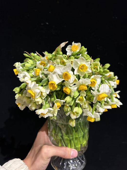 同城甄选精品花材单头洋水仙一扎 商品图5