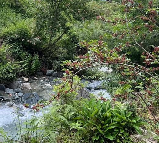 高原花椒/怒江野生放养/自然晒干/200g 商品图3