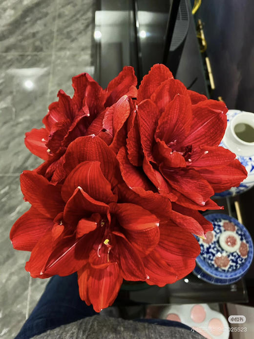 【绿植现货】进口重瓣朱顶红—-樱桃妮芙65（简易塑料盆 现货，下单即可到店自提） 商品图1