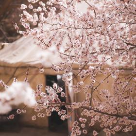 春季南疆 | 帕米尔的春田花会 8天7晚