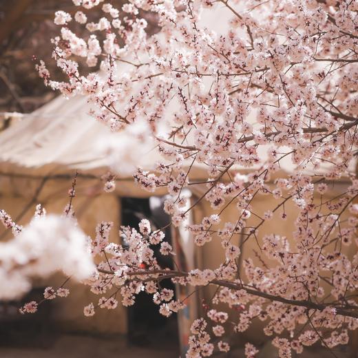 春季南疆 | 帕米尔的春田花会 8天7晚 商品图0