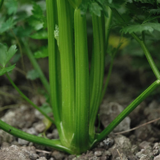 有机西芹汁 100%果蔬西芹汁 10小包/袋 商品图2