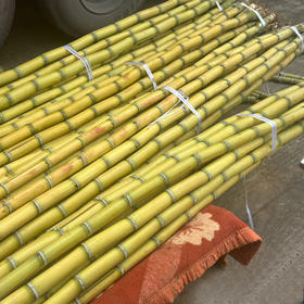 黄金甘蔗（2棵）