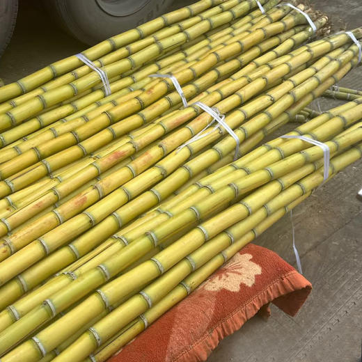 黄金甘蔗（2棵） 商品图0