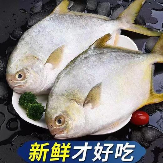 #顺丰直邮#【鲜知肴】新鲜鱼肉金鲳鱼 鲜活冷冻大金昌鱼 一条500G左右（净重无冰）-5条装 年货必备 商品图0