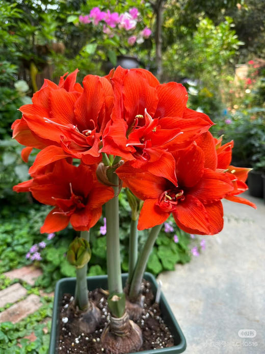 【绿植现货】重瓣朱顶红—-赛利卡65（简易塑料盆 现货，下单即可到店自提） 商品图1