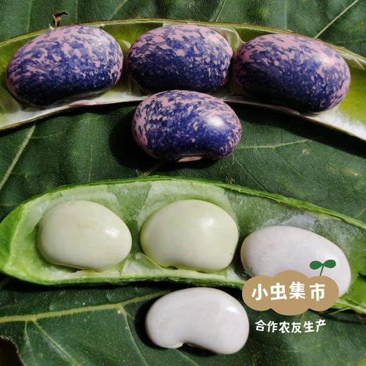 高原生态紫芸豆 500g/袋 | 合作农友生产，产自云南香格里拉，生产者：李忠青 ＆【公平贸易农人定价】 商品图13